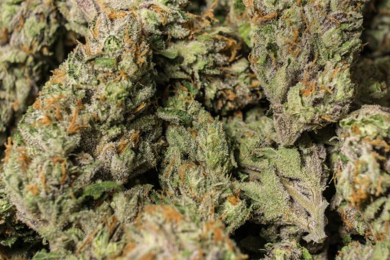 The Best Cannabis Flower in Massachusetts